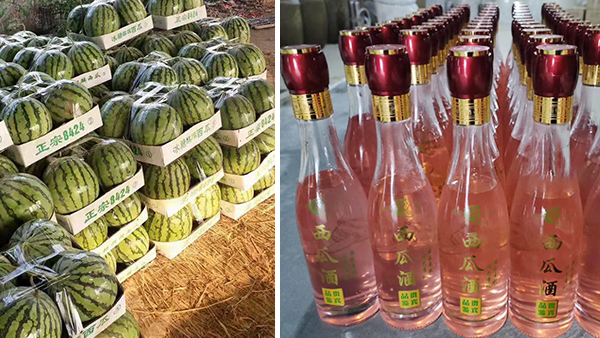 常大哥用不銹鋼釀酒設(shè)備做西瓜酒，“花樣”賺錢