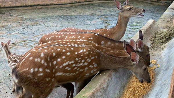 引進(jìn)生物顆粒釀酒設(shè)備，打造新時代下的親子莊園