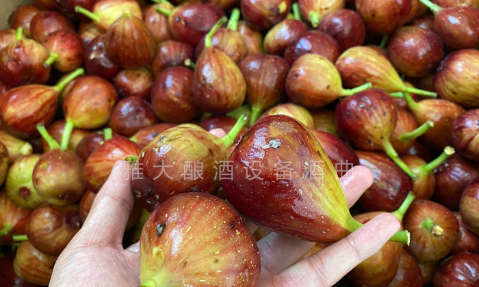 9.16挑選出來的長相難看的無花果、小果