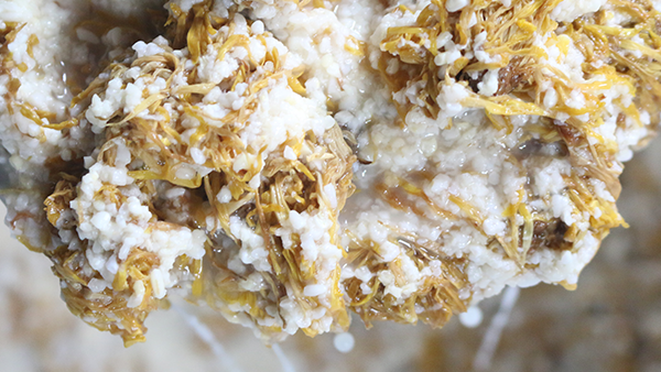 重陽(yáng)節(jié)養(yǎng)生佳釀，菊花糯米酒的釀酒技藝