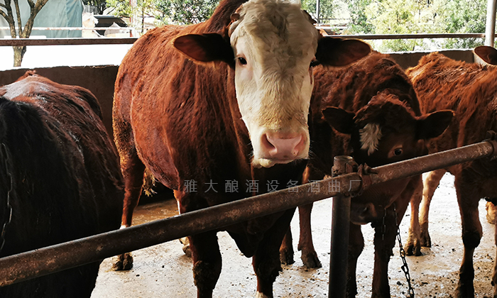 用雅大小型酒廠釀酒設(shè)備做酒，酒糟養(yǎng)牛